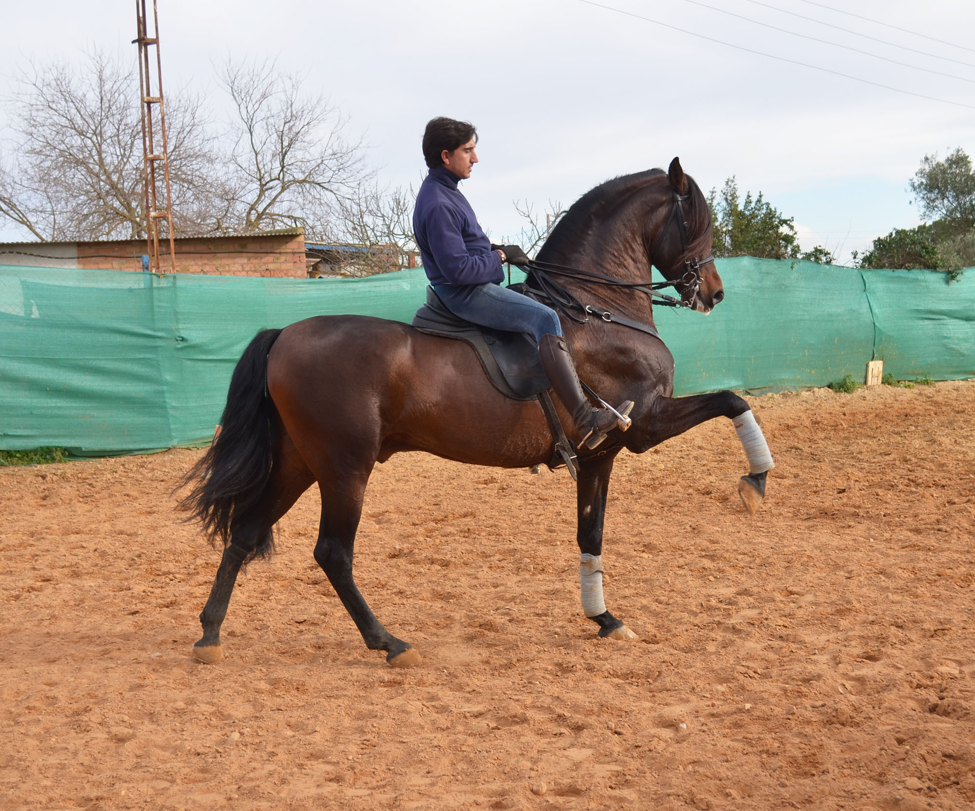 Listado de Caballos en Venta